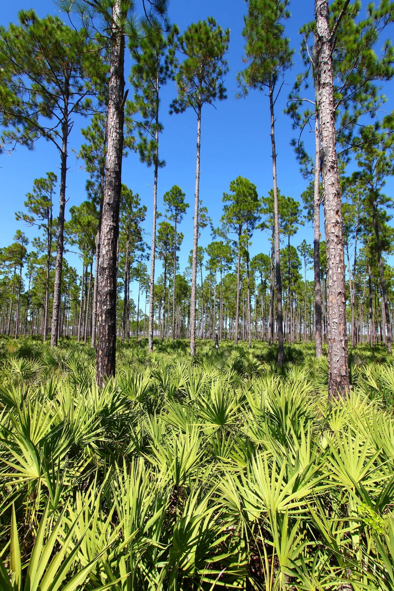 Florida pine flatwoods with saw palmetto under a clear sky